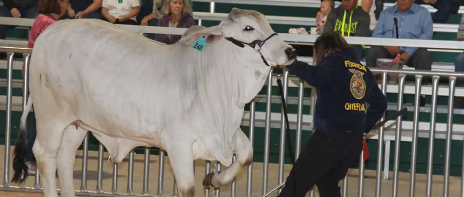 Showmanship Contest